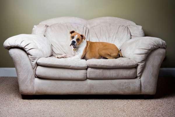 Keep Pets Away From The Sofa