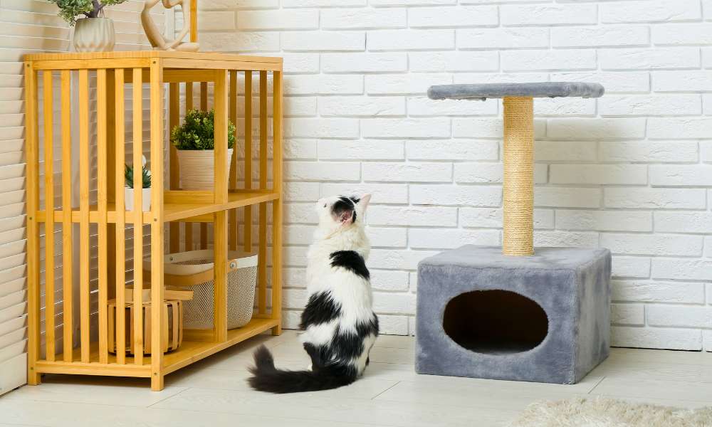 How To Build Cat Wall Shelves