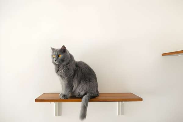 Setting Objectives For Your Cat Wall Shelf Project
